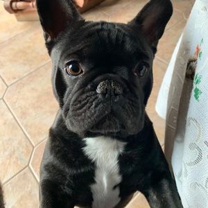 Meet your Posher, Alba